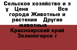 Сельское хозяйство и з/у › Цена ­ 2 500 000 - Все города Животные и растения » Другие животные   . Красноярский край,Зеленогорск г.